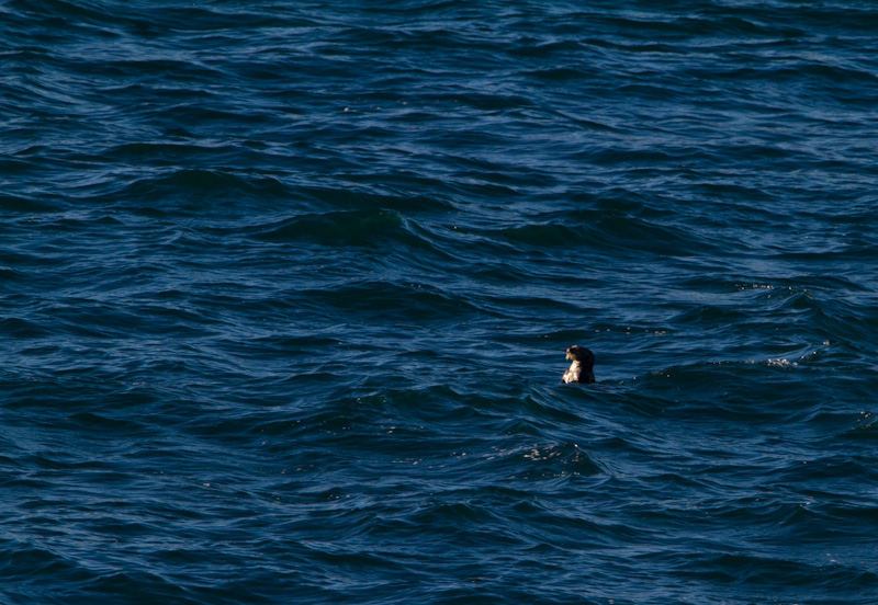 Sea Otter